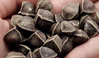 辣木籽怎样吃 辣木籽怎样吃法