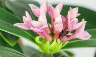 瑞香的养殖方法和注意事项 黄花瑞香的养殖方法和注意事项