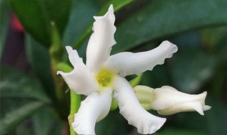 风车茉莉的养殖方法 风车茉莉的养殖方法及修剪