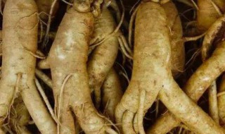 人参的作用与功效及食用方法 人参的作用与功效及食用方法