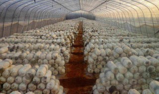 食用菌的栽培方法（食用菌的栽培方法有哪几种）