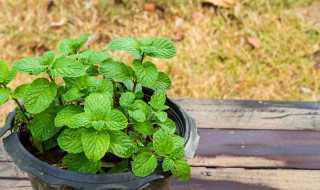 薄荷扦插方法 薄荷扦插方法步骤