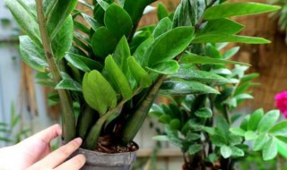 金钱树的扦插方法（金钱树的扦插方法和注意事项）