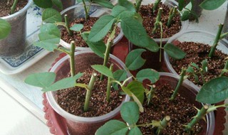 月季扦插生根最快方法 月季花扦插时间和方法