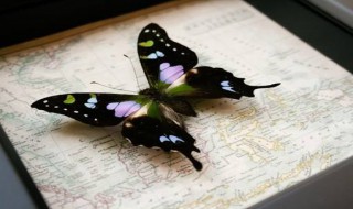 蝴蝶标本的制作方法（蝴蝶标本的制作方法简单）