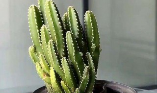 万重山的养殖方法和注意事项 多肉万重山的养殖方法和注意事项