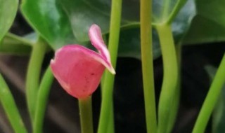 粉掌的养殖方法和注意事项（家里千万不能养粉掌）