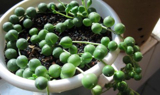 佛珠吊兰的养殖方法和注意事项（佛珠吊兰风水作用）