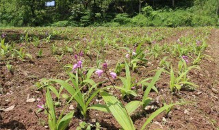 白芨种植的方法（白芨种植的方法和技术）