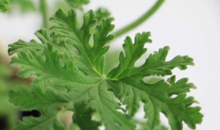 驱蚊草的养殖方法（驱蚊草的养殖方法和注意事项视频）