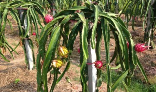 火龙果家庭种植方法（火龙果家庭种植方法视频）