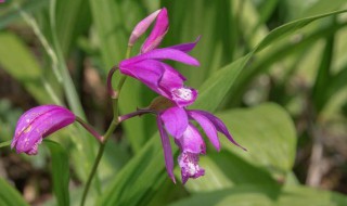 种植白芨的方法（种植白芨的方法视频）
