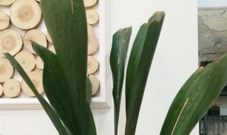 一叶兰的养殖方法和注意事项（一叶兰的养殖方法和注意事项 盆栽）