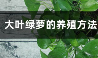 大叶绿萝的养殖方法和注意事项（大叶绿萝柱怎么养才能更旺盛）