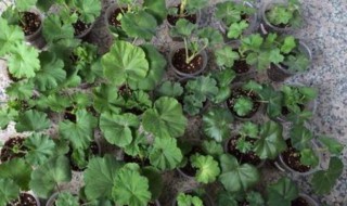天竺葵扦插方法与时间（香叶天竺葵扦插方法与时间）