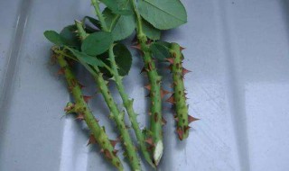 扦插月季的快速生根方法（插月季枝生根的小窍门）