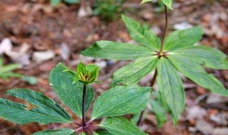 七叶一枝花的种植方法（未来10大暴利药材种植）