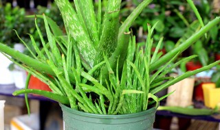 芦荟怎么做面膜 新鲜芦荟怎么做面膜