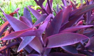 紫竹梅的养殖方法和注意事项 紫竹梅的养殖方法和注意事项有哪些?