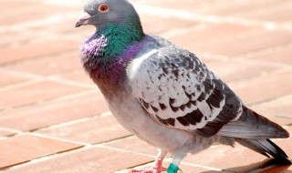 养鸽子的方法 养鸽子的方法技术
