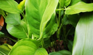 广东万年青的养殖方法和注意事项（水培广东万年青的养殖方法和注意事项）