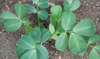 怎样种花生 怎样种花生结的多