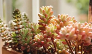 多肉怎么养得好（多肉怎么养最好?）