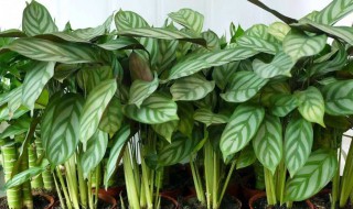 竹芋的养殖方法 苹果竹芋的养殖方法