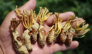 蝉花的食用方法（蝉花的食用方法用法用量）