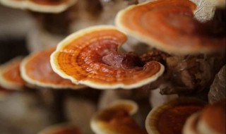 灵芝粉食用方法 灵芝的食用方法 灵芝怎么吃