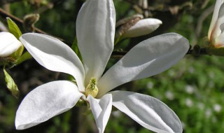 白玉兰花的养殖方法 白玉兰花的养殖方法和注意事项 盆栽,如何过冬
