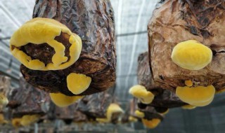 桑黄的功效与作用及食用方法（桑黄的功效与作用及食用方法禁忌）