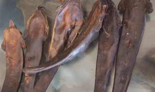 鹿尾巴的功效与作用及食用方法（鹿尾巴的功效与作用及食用方法女性）