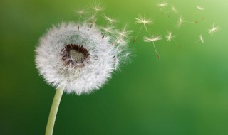 传播种子的方法有哪些 植物传播种子的方法有哪些