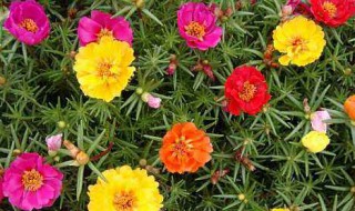 太阳花种子种植方法