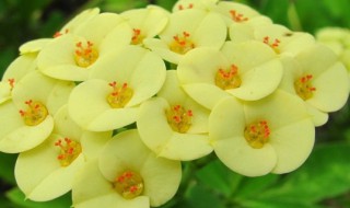 刺梅的养殖方法和注意事项 大叶虎刺梅的养殖方法和注意事项