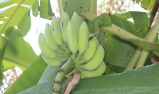 青香蕉催熟最快方法 青香蕉催熟最快方法没有苹果