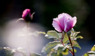 月季扦插时间及方法（月季扦插时间及方法图解）