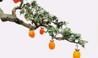 金弹子嫁接时间和嫁接方法 金弹子嫁接时间和嫁接方法视频