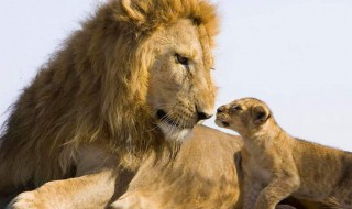 狮子座男生性格（狮子座男生性格特点）