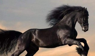 属马2021年运势及运程 属马2021年运势及运程详解麦玲玲