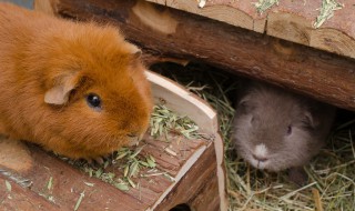 老鼠和什么生肖最配 96年的老鼠和什么生肖最配