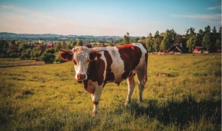 2021年属牛几月出生好 2021年属牛几月出生好命富贵