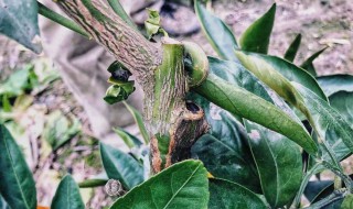 怎样嫁接果树 怎样嫁接果树苗桃树视频