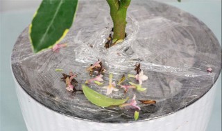 金边瑞香的养殖方法和注意事项 夏天金边瑞香的养殖方法和注意事项