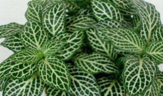 网纹草的养殖方法和注意事项（网纹草喜阴还是喜阳）