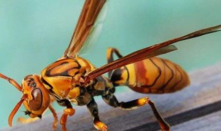 蜂子蛰了怎样消肿止痛 蜂子蛰了怎样消肿止痛擦药