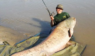 钓大鲶鱼绝杀方法（野钓鲶鱼的六个技巧钓法详解）