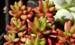 虹之玉的养殖方法 虹之玉的养殖方法和注意事项