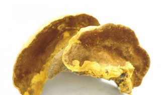 桑黄的食用方法 桑黄有什么功能,怎么吃最好